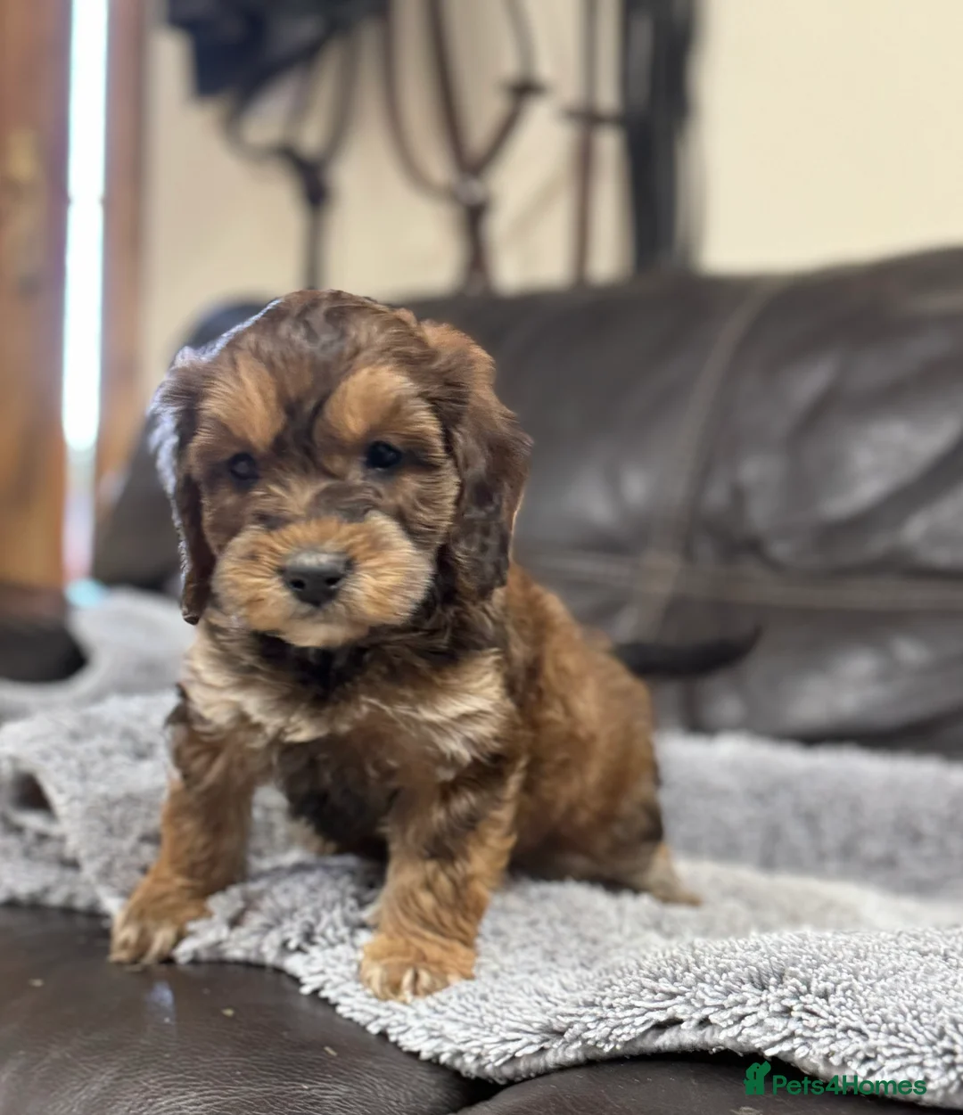 Cockapoo dogs for sale: Ready now!!Beautiful mini cockapoo puppy’s🩷🩵 - Advert 9
