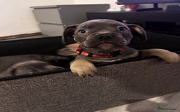 Mixed Breed dogs for sale: Exotic Pocket bully’s 4 males 5 females  - Image 7