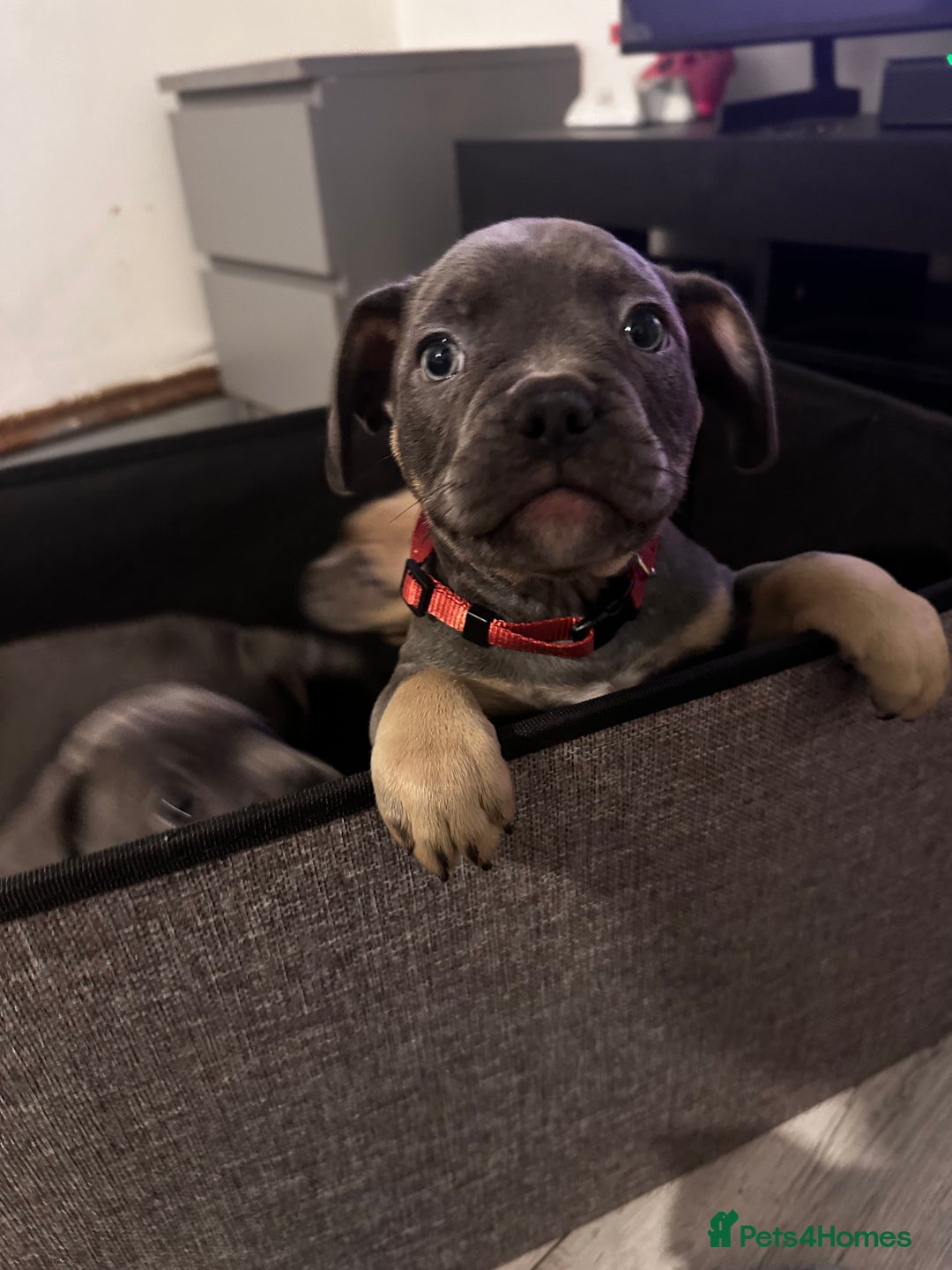 Mixed Breed dogs for sale: Exotic Pocket bully’s 4 males 5 females  - Image 7