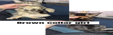 Brown Collar girl 