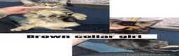 Mixed Breed cats for sale: Pure tabby kittens  - Advert 4