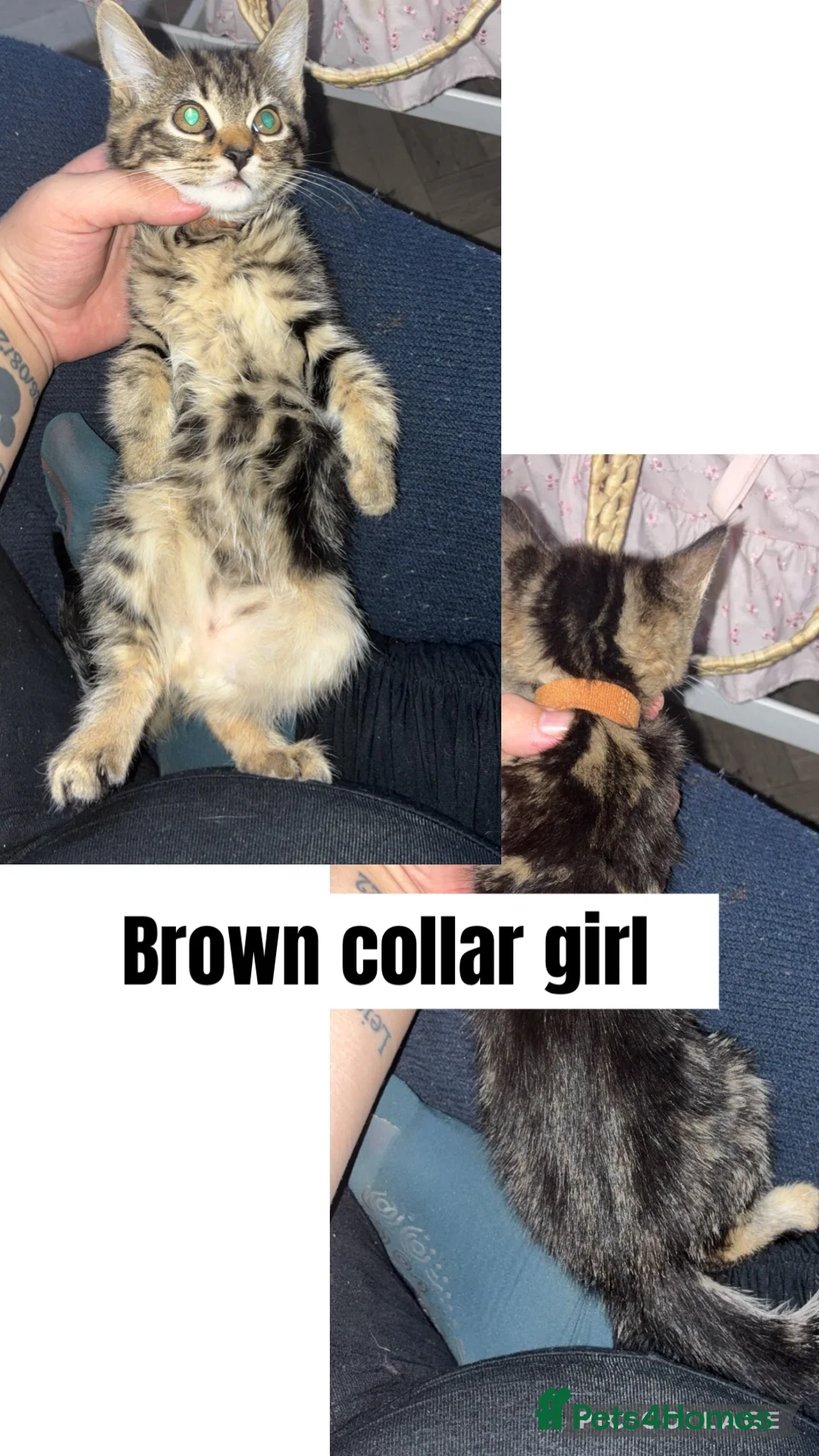 Mixed Breed cats for sale: Pure tabby kittens  - Advert 4