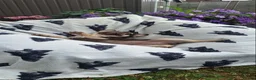 French Bulldog dogs for sale: French Bulldog PuppiesReady for Their Forever home - Advert 9