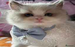 Ragdoll cats for sale: Blue eyes Blue-Bicolor kittens  - Image 3