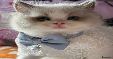 Ragdoll cats - Advert 13