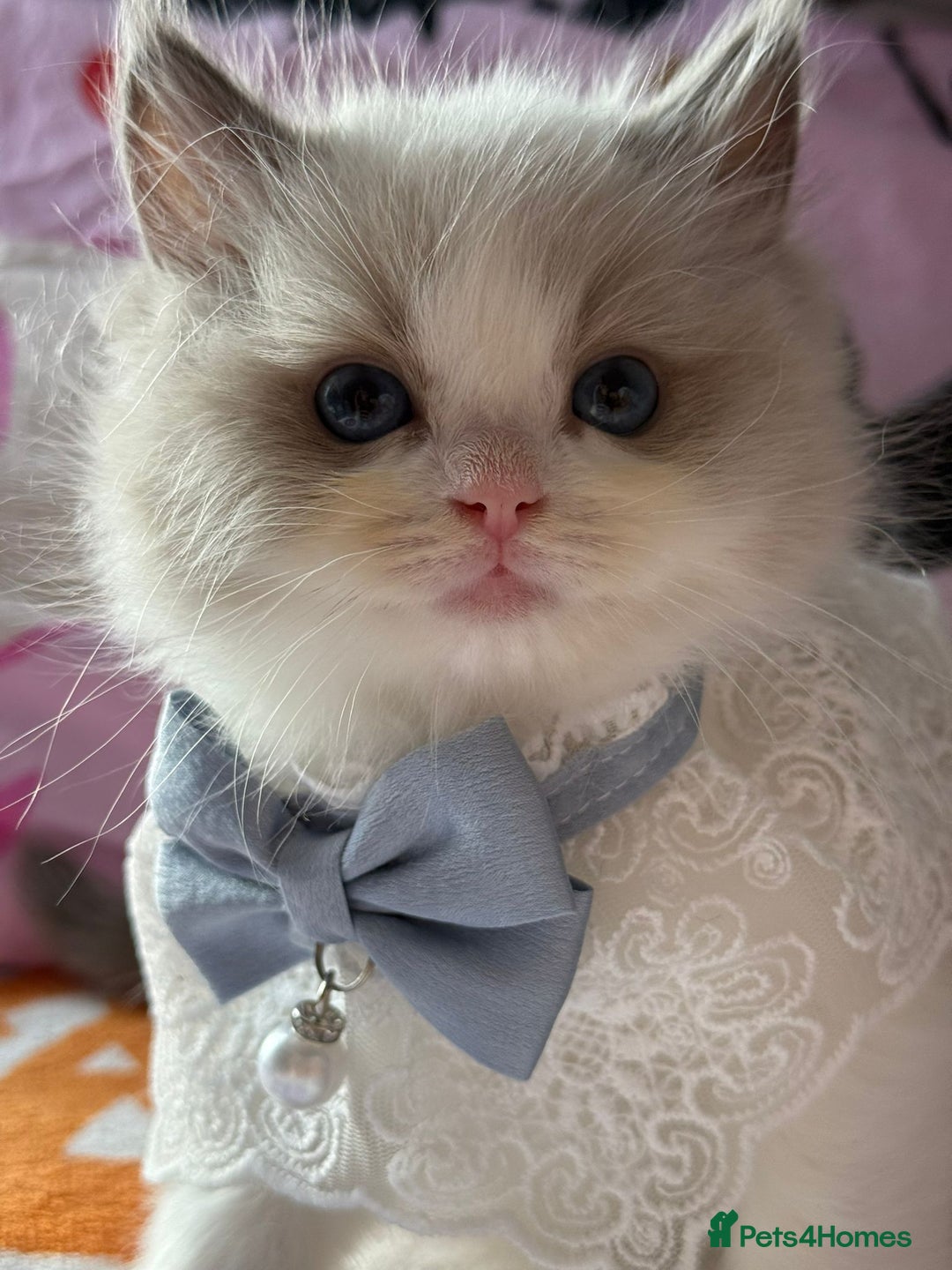 Ragdoll cats for sale: Blue eyes Blue-Bicolor kittens  - Image 3