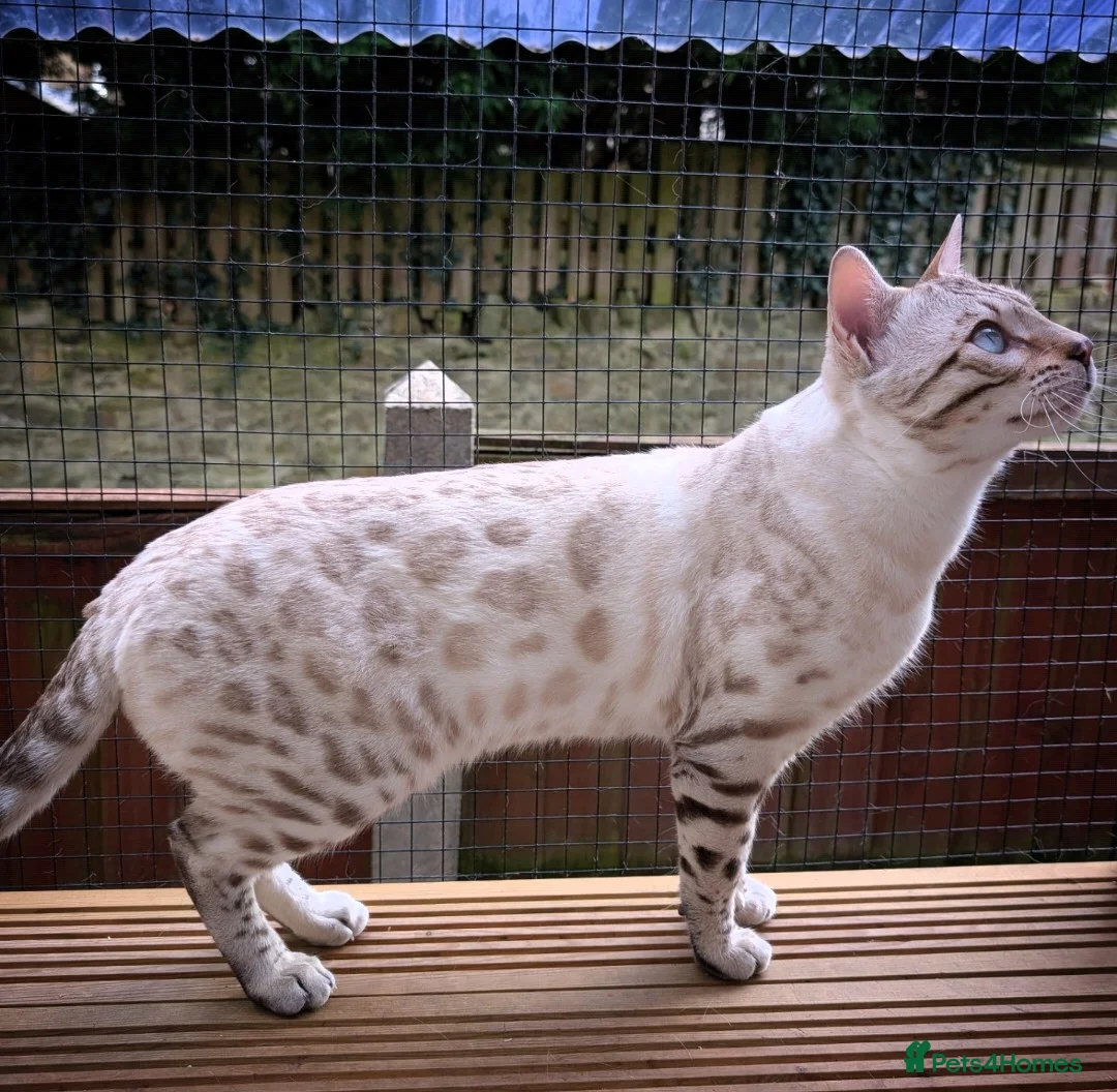Bengal cats for sale: 🤍🩶 Stunning Snow Bengal Kittens 🩶🤍 - Advert 30