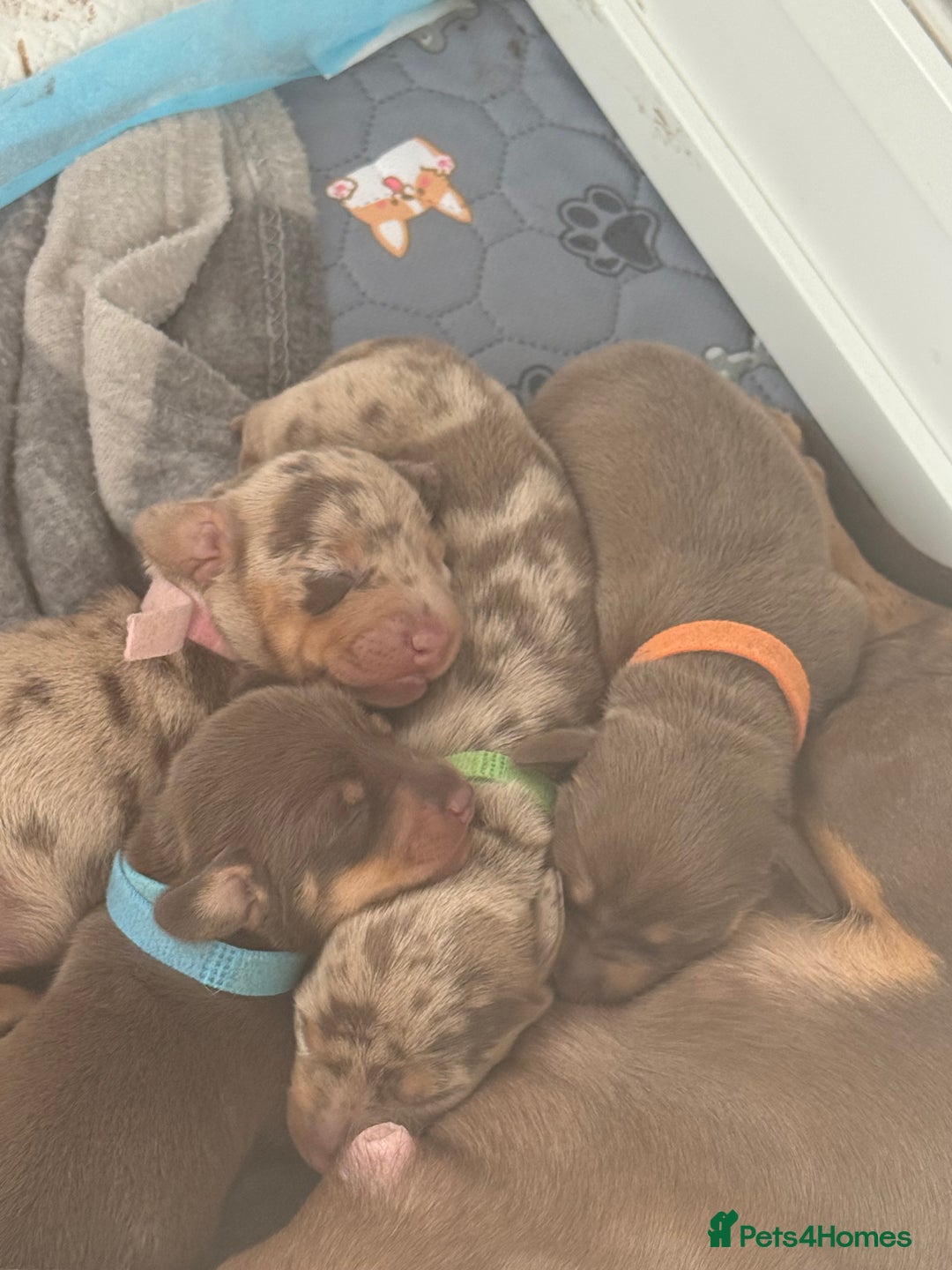 Miniature Dachshund dogs for sale: Gorgeous miniature dachshunds   - Advert 11