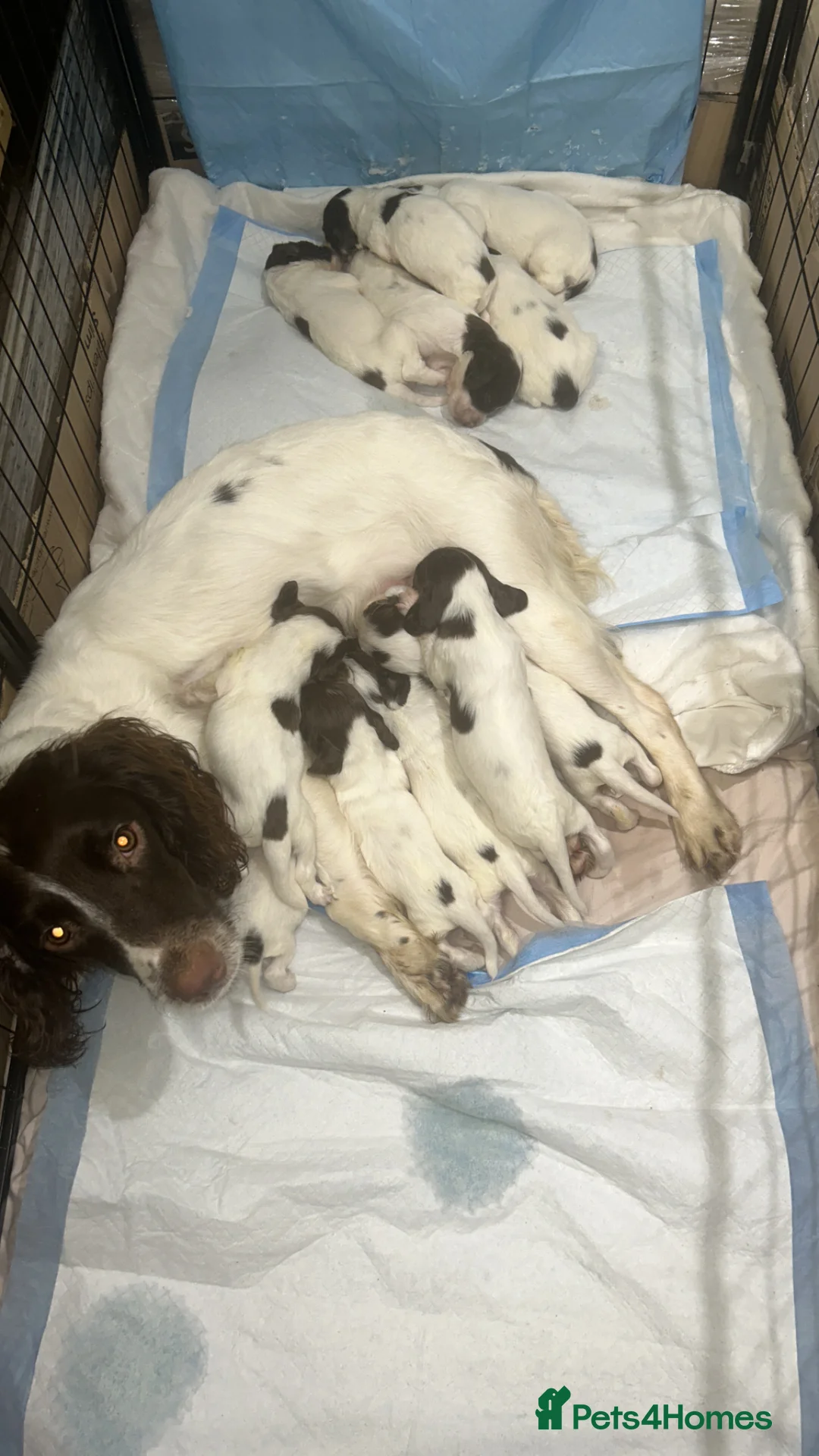 English Springer Spaniel dogs for sale: beautiful english springer spaniel puppies in Bootle - Advert 9