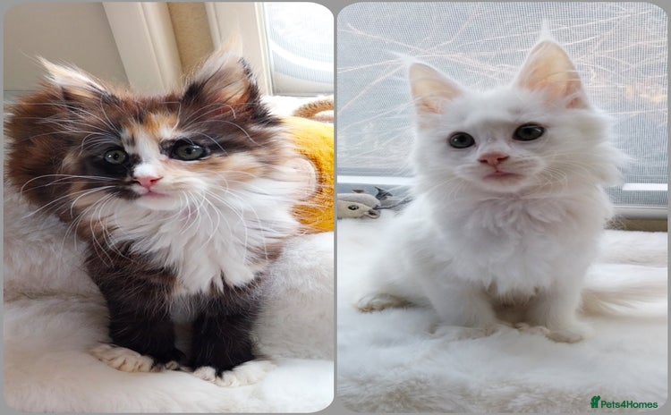 Maine Coon cats - Advert 11