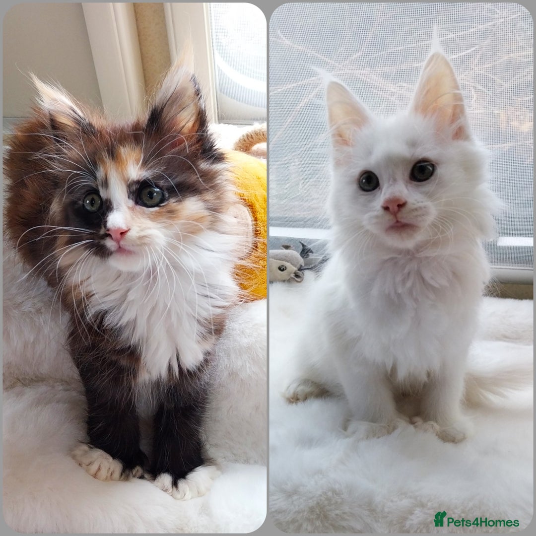 Maine Coon cats for sale: Maine Coon Kittens Polydactyl. Tortie. White - Image 1
