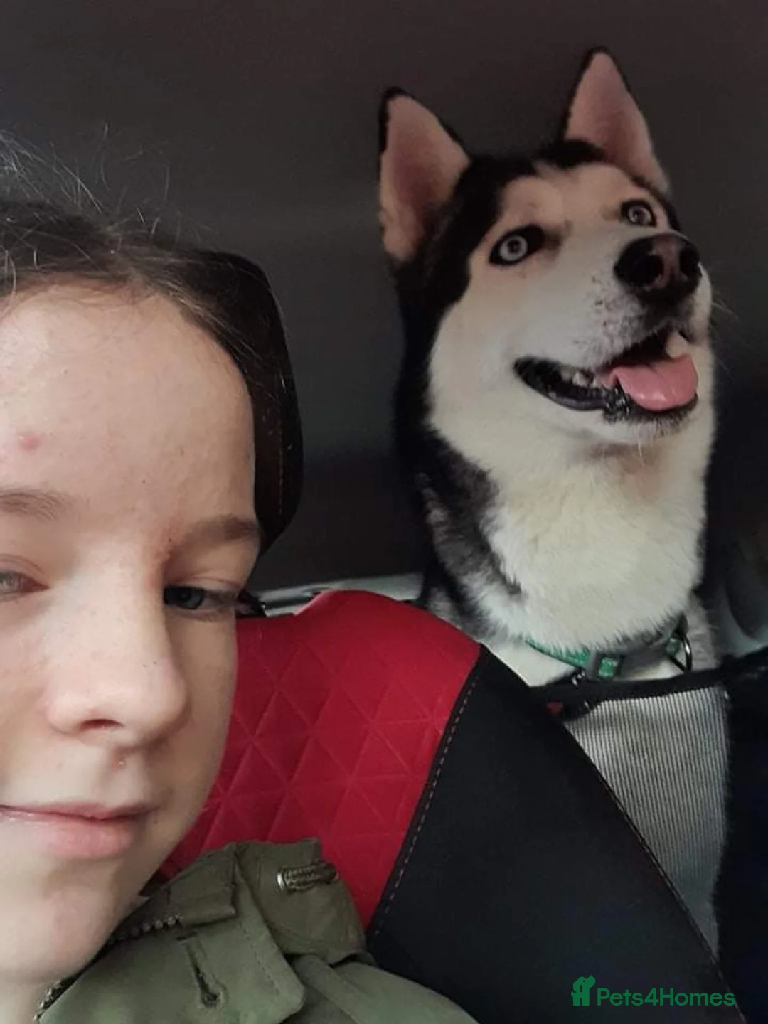 Siberian Husky dogs for stud: BLUE EYED HUSKY FOR STUD in Doncaster - Advert 11