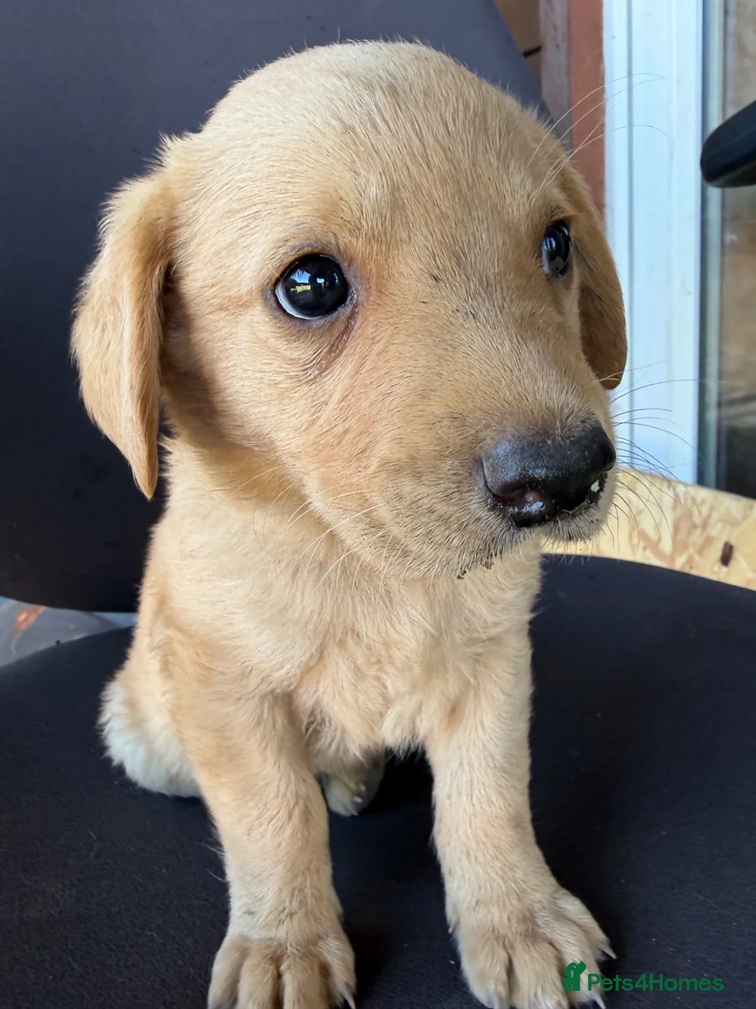 Labrador Retriever dogs for sale: Labrador puppies ready to go in a week - Advert 22