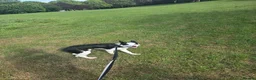 Border Collie dogs for sale: Maxi needs a new home - Advert 2