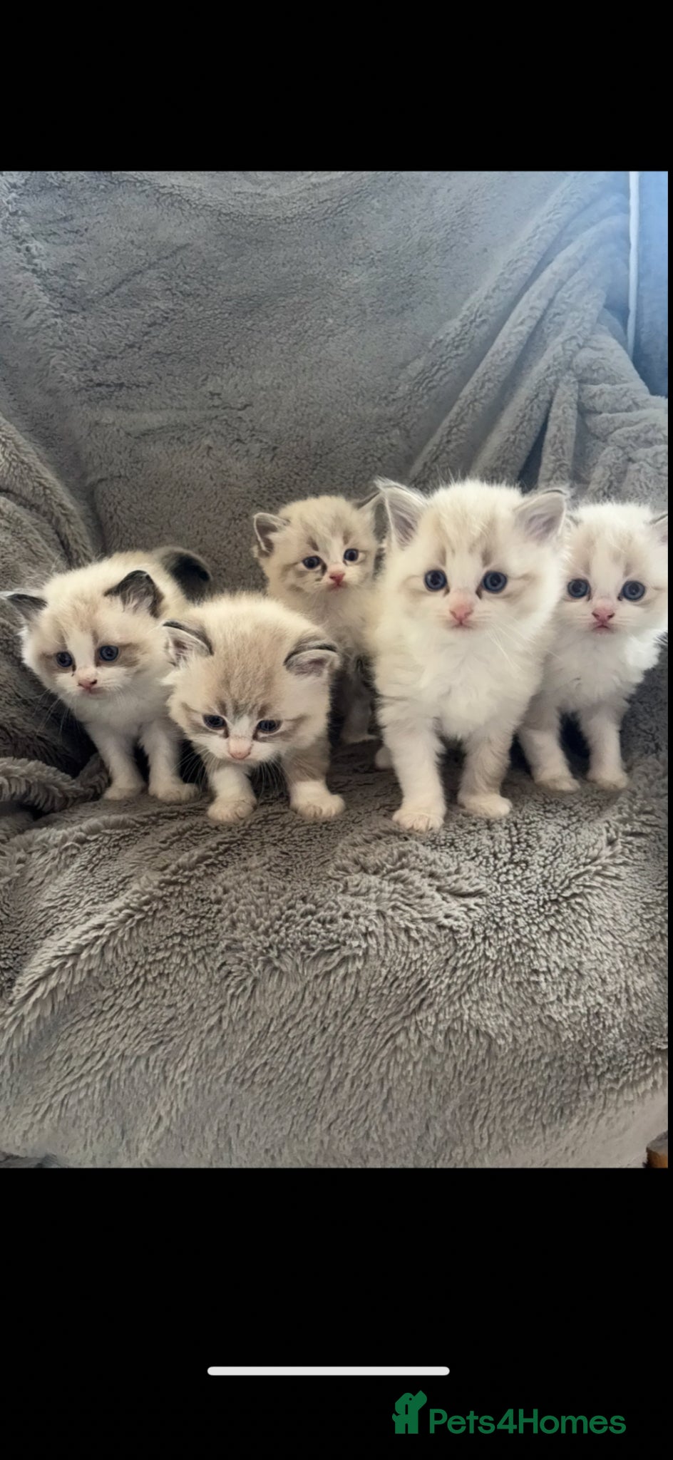 Ragdoll cats 5 stunning purebred seal/bicolor Ragdoll kittens - Advert 2