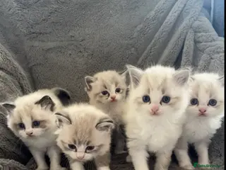 Ragdoll cats 5 stunning purebred seal/bicolor Ragdoll kittens - Advert 5