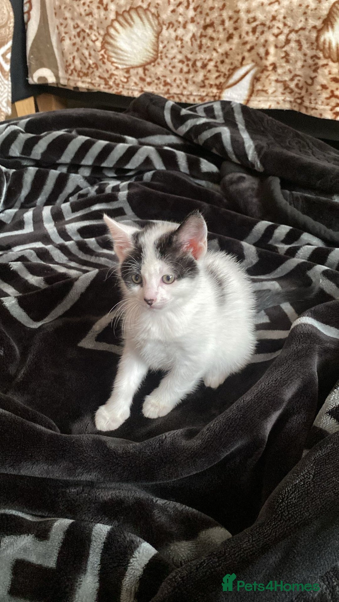 Domestic Shorthair cats for sale: domestic shorthair kittens - Advert 4