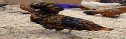 Chickens poultry for sale: Pure Breed Polish chickens mixed sex and colours - Advert 1