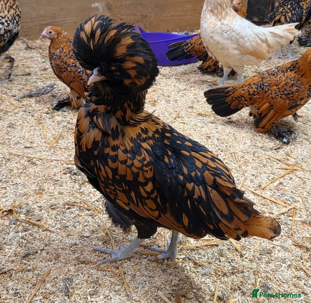 Chickens poultry for sale: Pure Breed Polish chickens mixed sex and colours - Advert 1