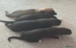 Mixed Breed dogs for sale: German Shepard/husky cross puppies  - Image 4