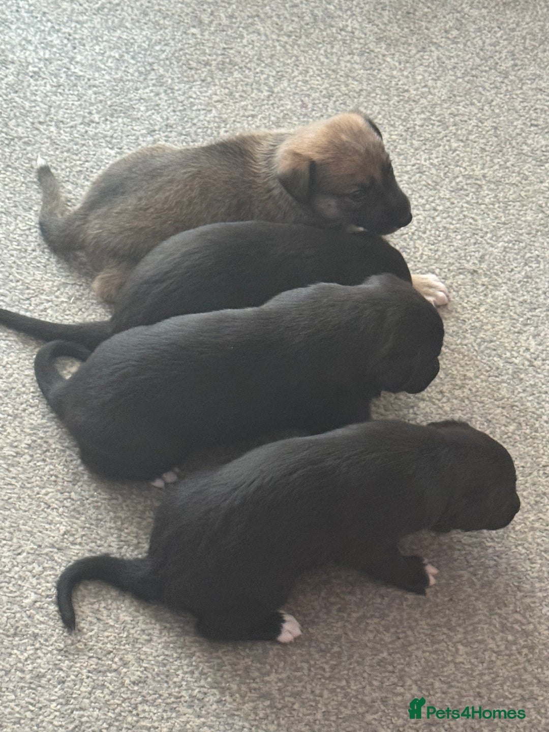 Mixed Breed dogs for sale: German Shepard/husky cross puppies  - Image 4