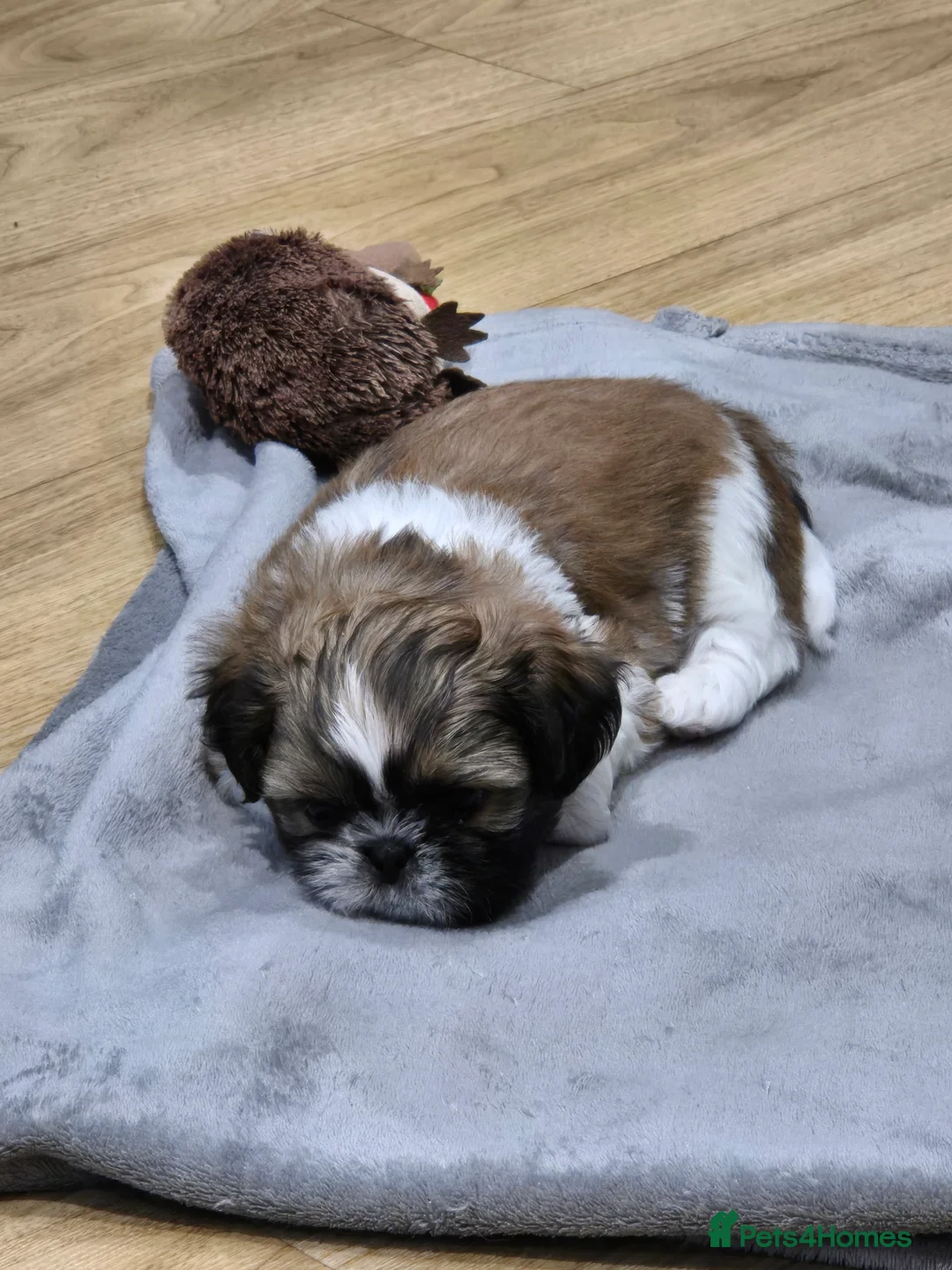 Shih Tzu dogs for sale: KC Registered Shih Tzu Puppies - Home Raised - Advert 17