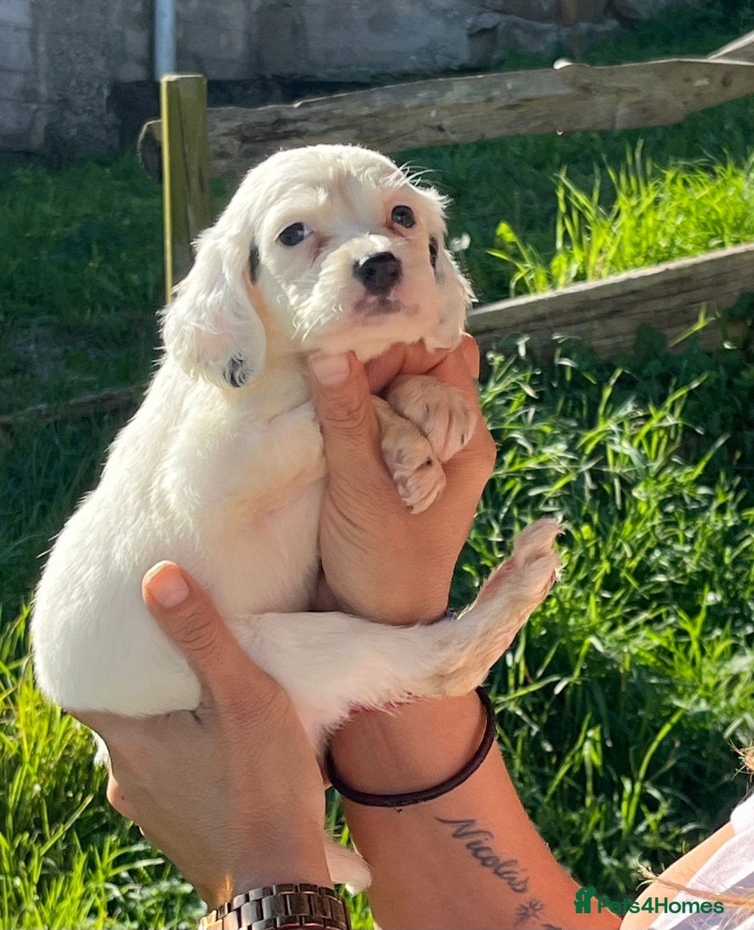 English Setter dogs for adoption: Setter x pups  - Image 15