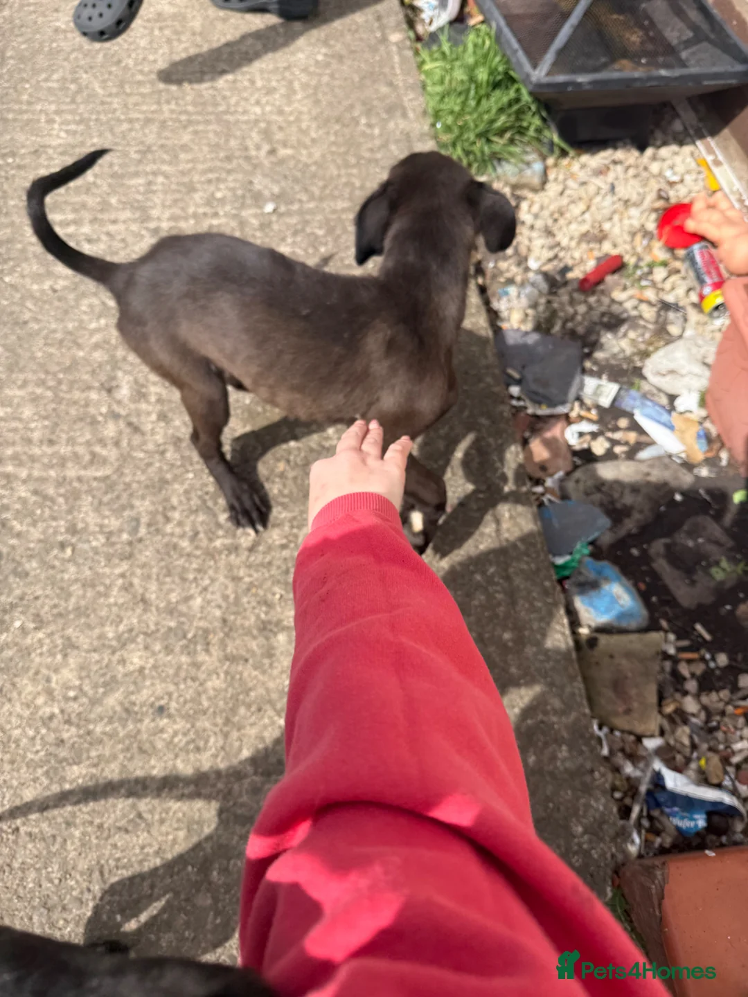 Mixed Breed dogs for sale: Lab x greyhound - Advert 8