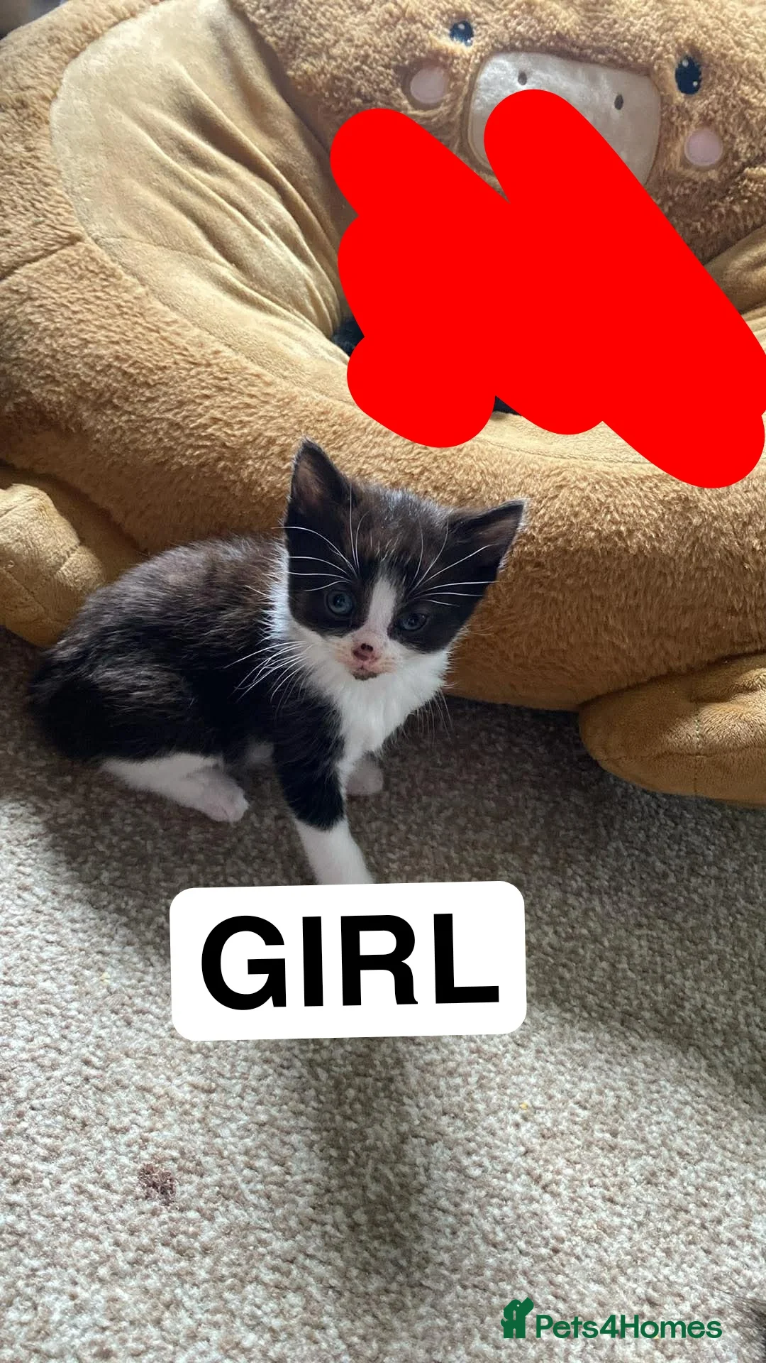 British Longhair cats for sale: 3 Kittens need homes - Advert 2