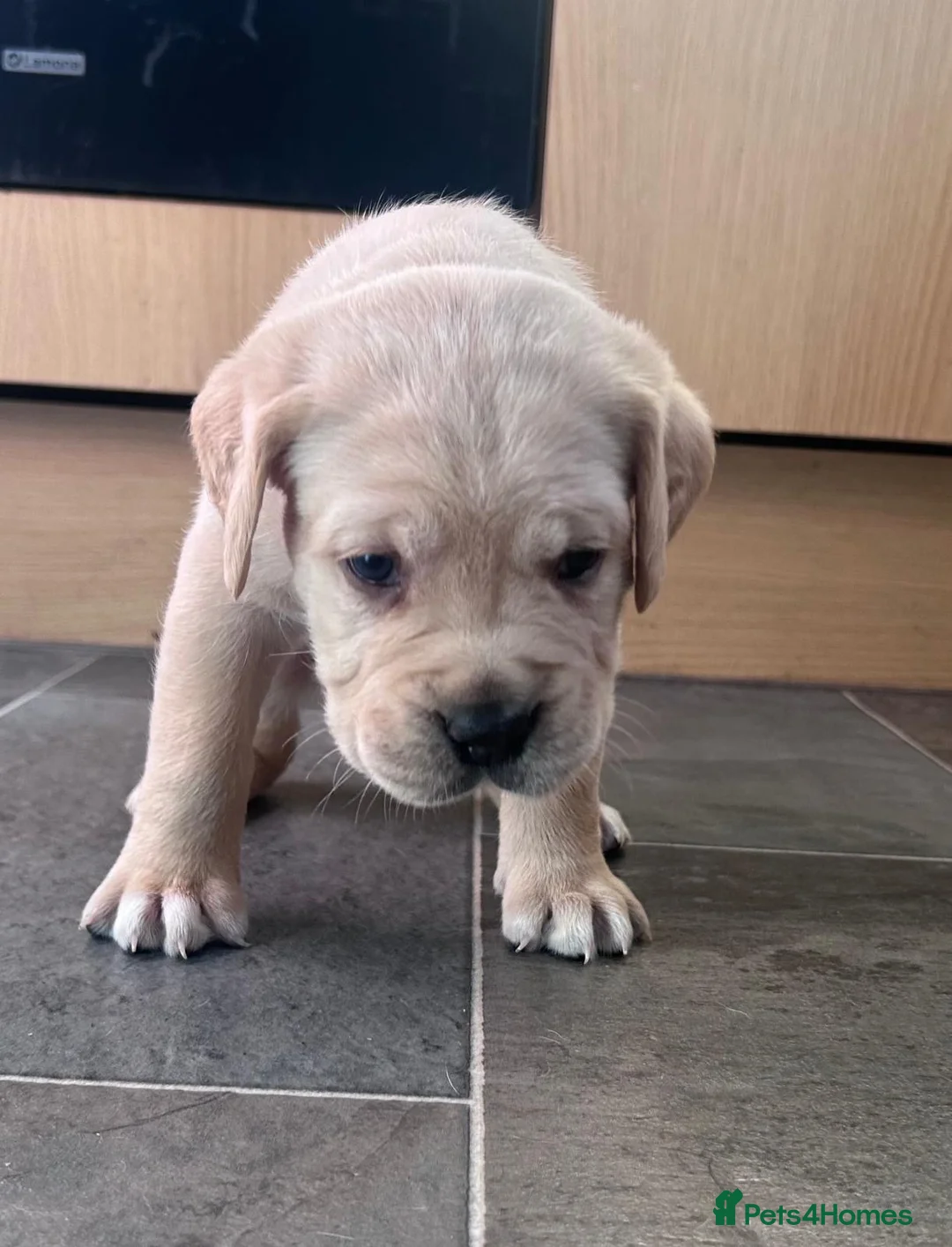 Cane Corso dogs for sale: CANE CORSO PUPPIES LOOKING FOR THEIR FOREVER HOMES in Carlisle - Advert 11