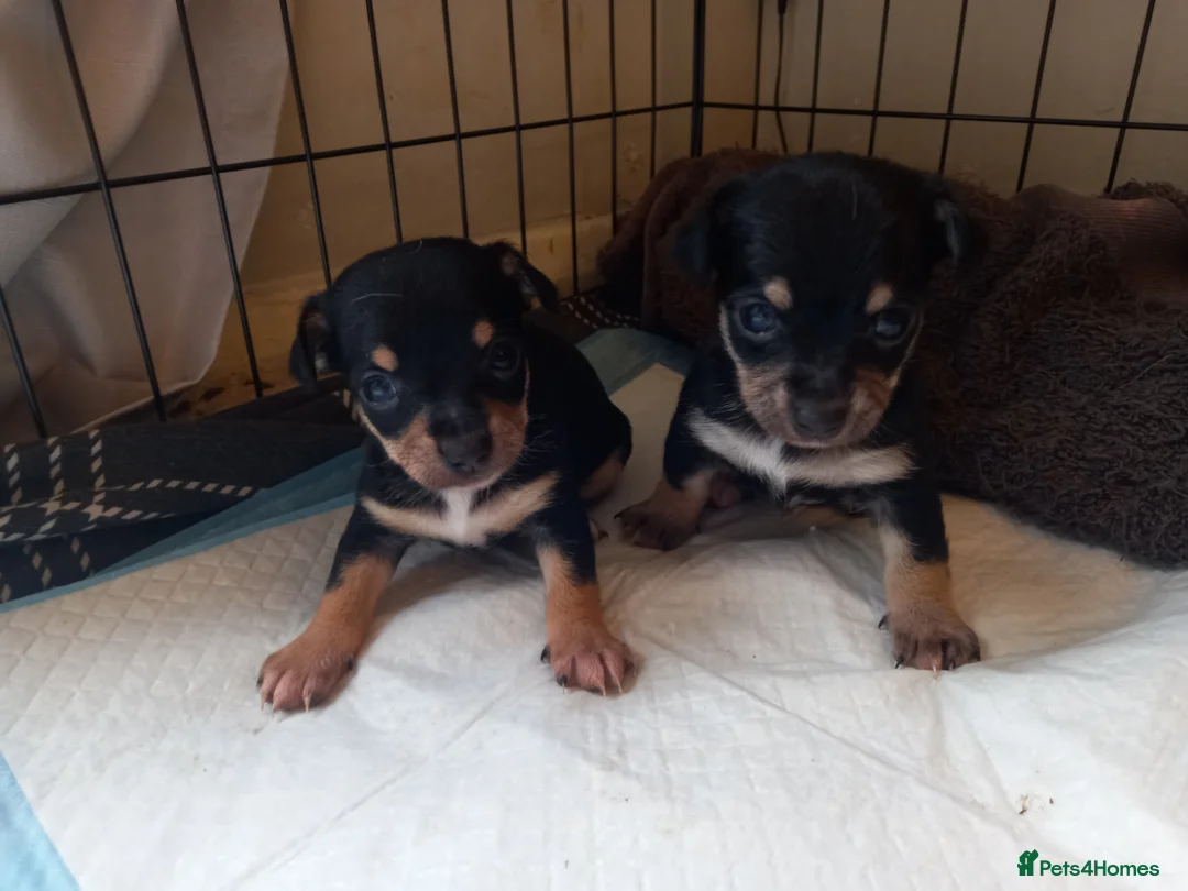 Jack Chi dogs for sale: 5 beautiful Jack chis - Advert 2