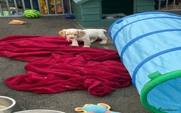 Cocker Spaniel dogs for sale: Working cocker spainel puppies  - Advert 22