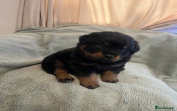 Rottweiler dogs for sale: Rottweiler Puppies  - Image 19