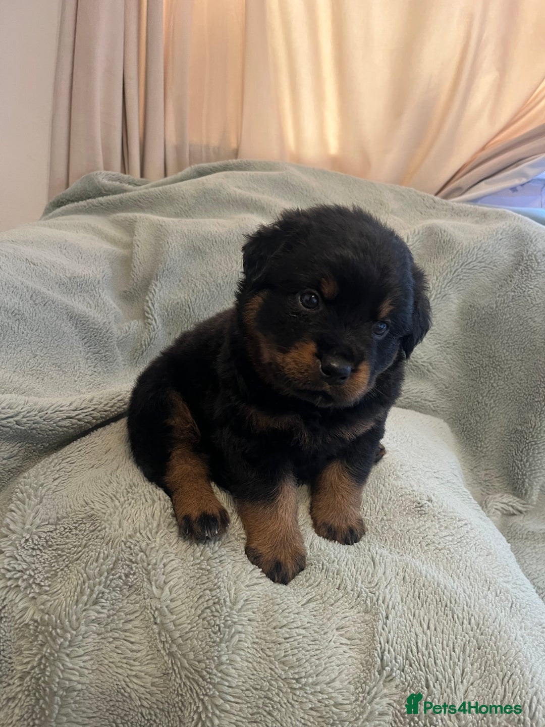 Rottweiler dogs for sale: Rottweiler Puppies  - Image 19