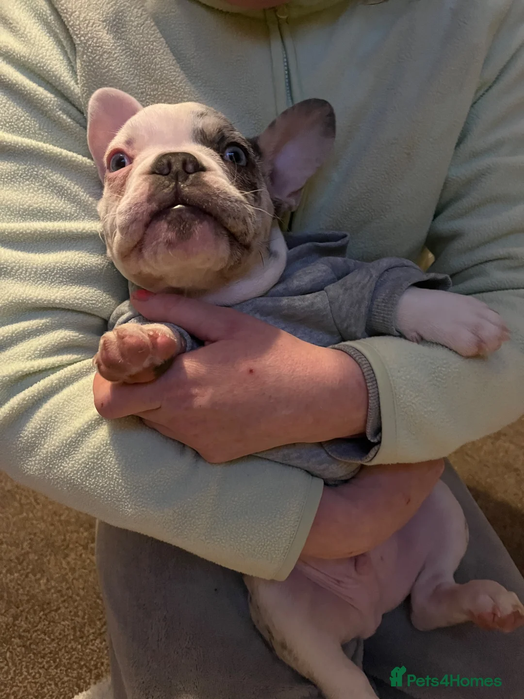 French Bulldog dogs for sale: French Bulldog Puppy in Dudley - Advert 7