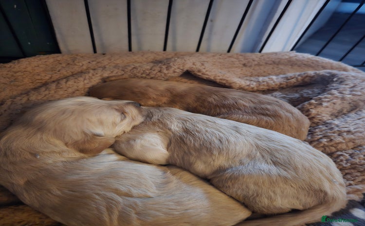 Labradoodle dogs - Advert 14