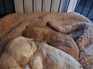 Labradoodle dogs - Advert 1