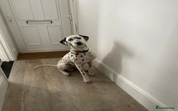 Dalmatian dogs for sale: Potential rehome - male LUA Dalmatian  - Advert 30