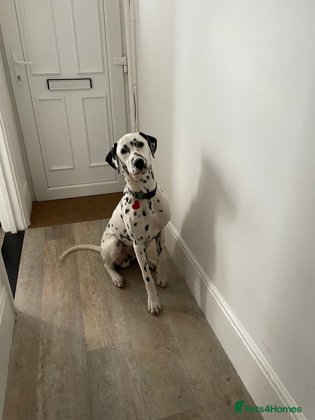 Dalmatian dogs for sale: Potential rehome - male LUA Dalmatian  - Advert 30
