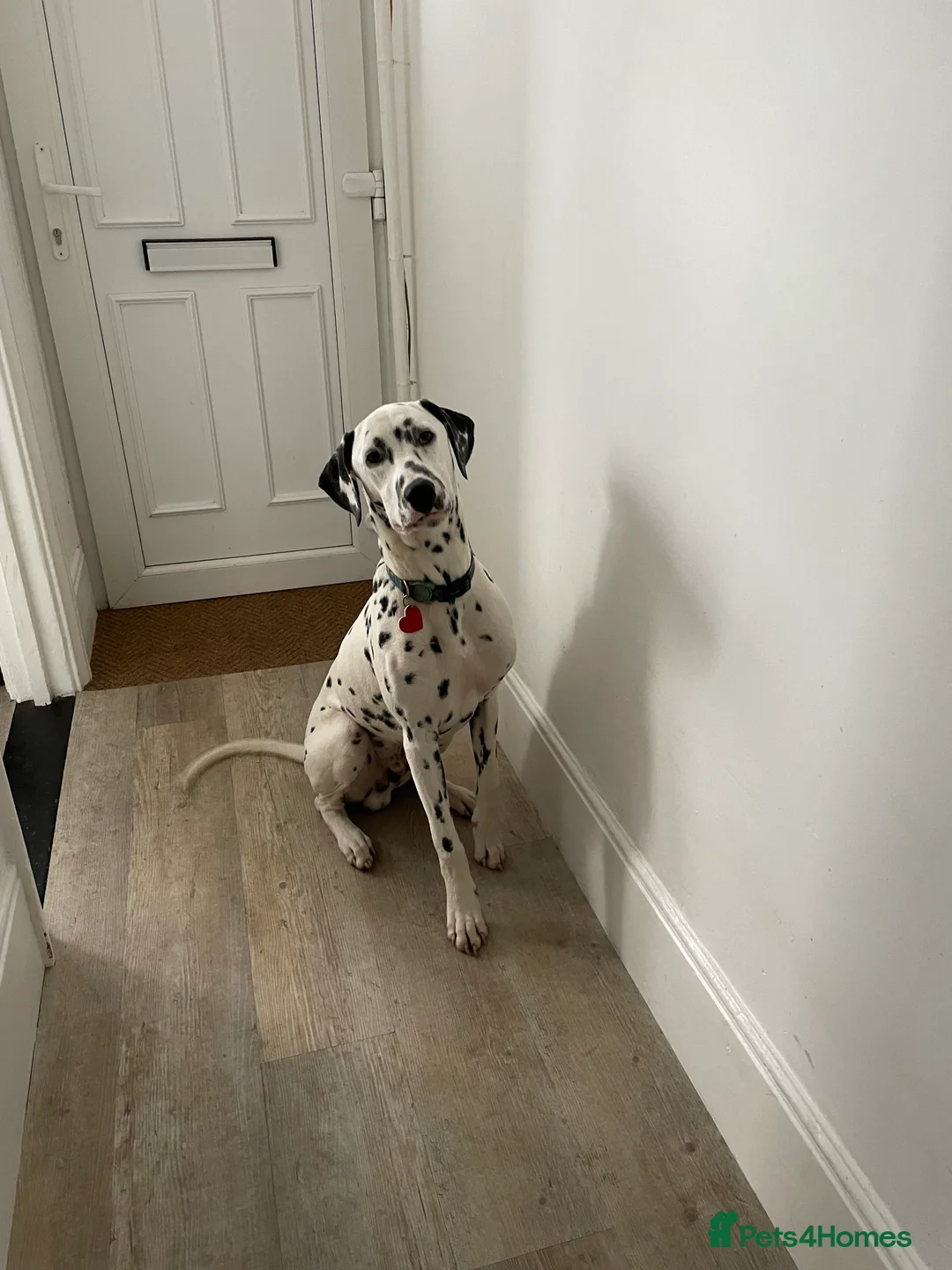 Dalmatian dogs for sale: Potential rehome - male LUA Dalmatian  - Advert 30