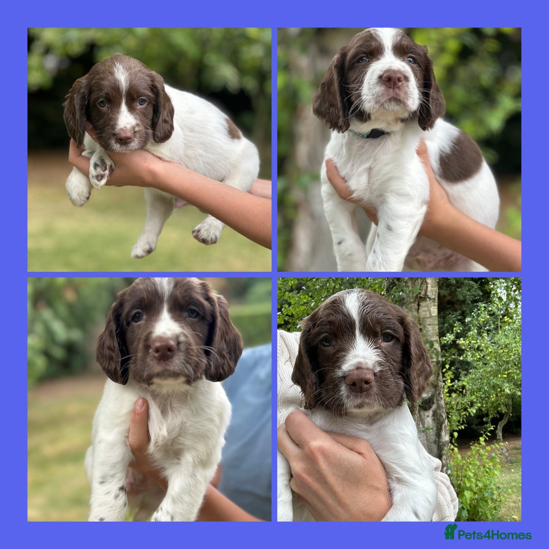 English Springer Spaniel dogs for sale: Springer spaniel puppies  - Image 7