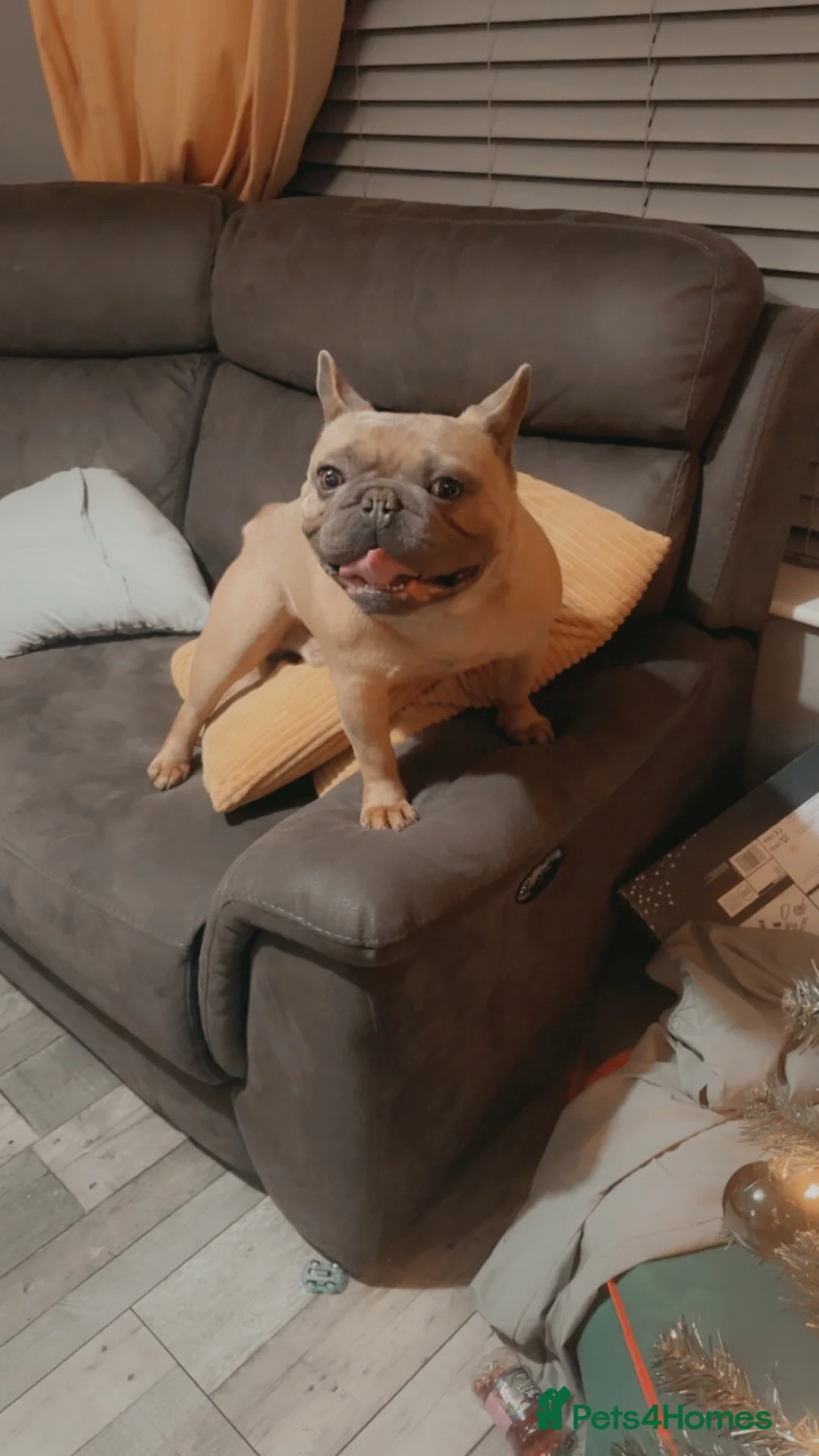French Bulldog dogs for sale: Free to a good home in Hereford - Advert 2