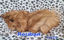 Guinea Pig rodents for sale: Rescue guinea pigs  - Image 4