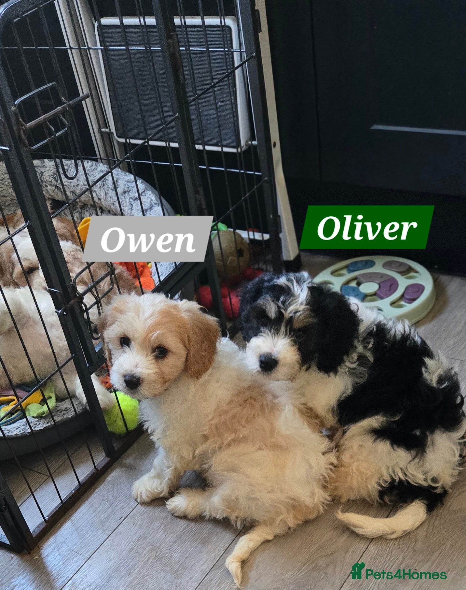 Cavachon dogs Gorgeous Cavachon puppies - Advert 1