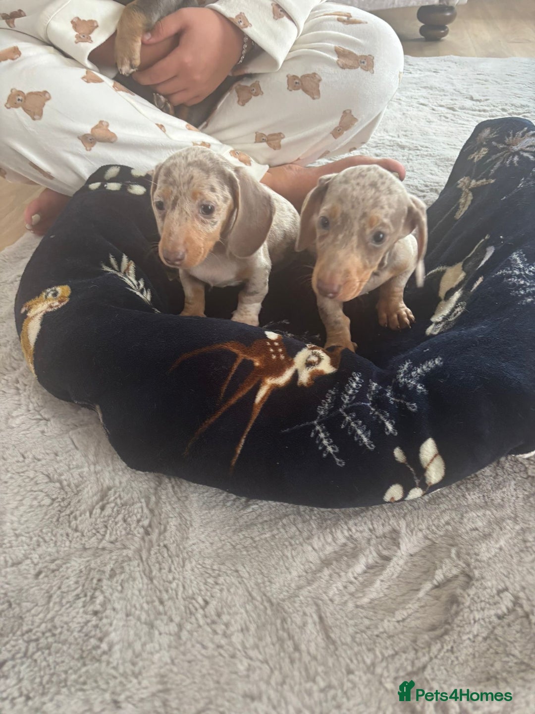 Miniature Dachshund dogs for sale: Miniature issabella dapple dachshund pups  - Image 3