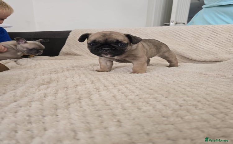 French Bulldog dogs - Advert 4