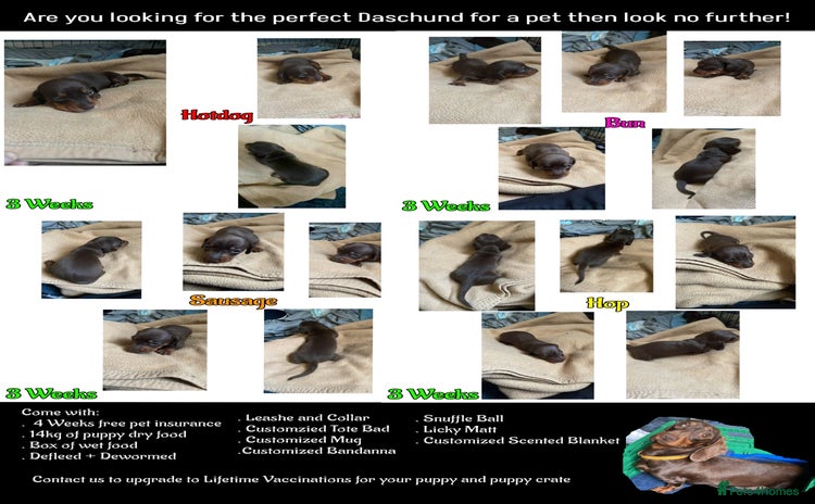 Miniature Dachshund dogs - Advert 10