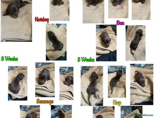 Miniature Dachshund dogs - Advert 3