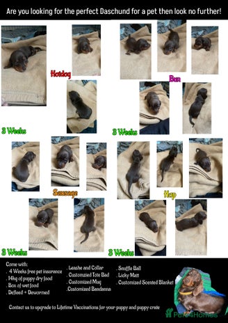 Miniature Dachshund dogs - Advert 8
