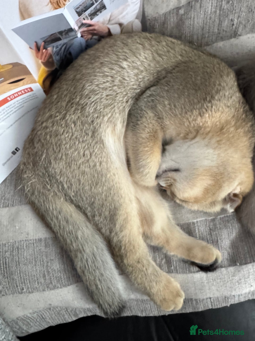 Scottish Fold cats for sale: Stunning Scottish fold golden SOLD!!! - Image 10